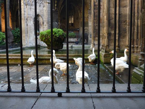 White geese in Barcelona Cathedral cloister, seen behind iron bars