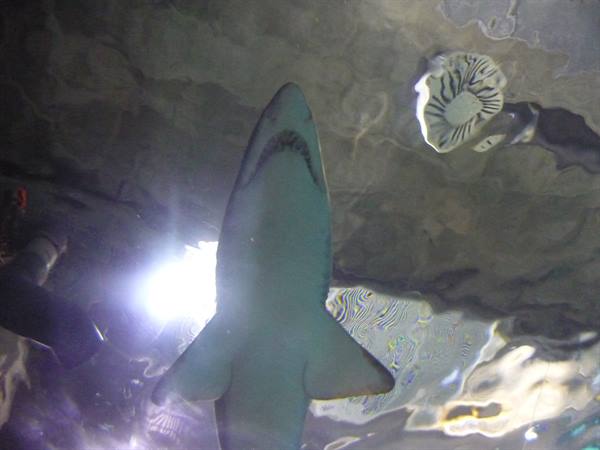 Shark swims overhead in aquarium tunnel, light reflecting on water