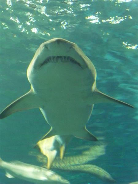 Shark swims overhead in an aquarium tank, sunlight filtering through water