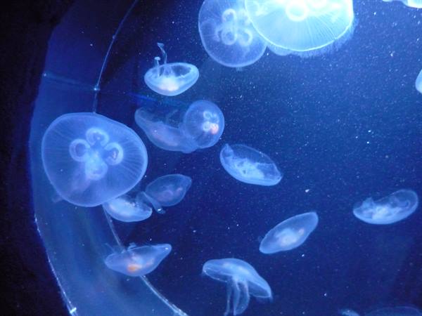 Translucent moon jellyfish drifting in blue illuminated aquarium tank