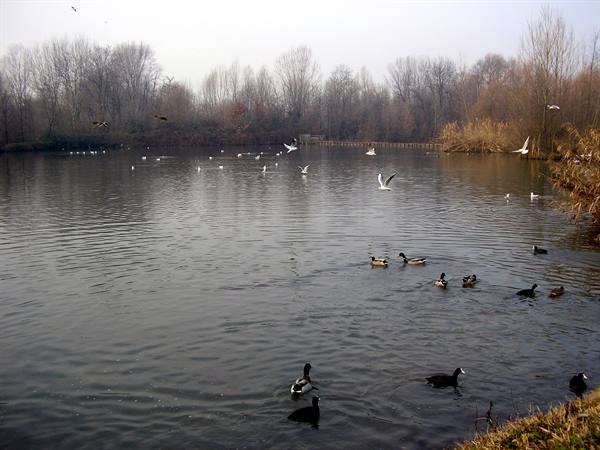 a small lake in parco delle cave