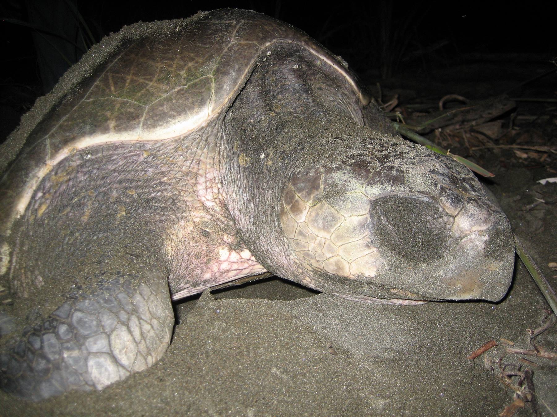 Giant tortoise at Isla Cañas