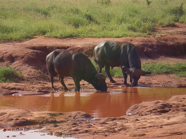 BUFFALOES