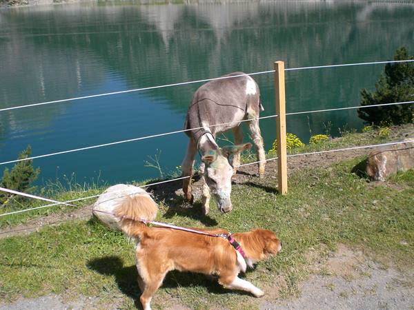 my dog