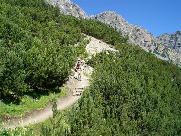 the trails