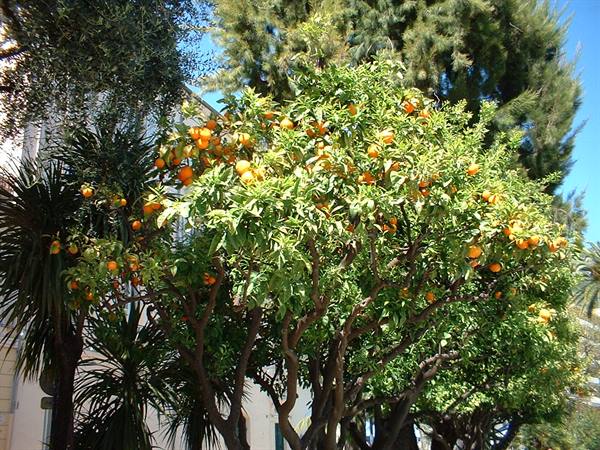 Orange tree full of ripe fruit beside palms and a white building