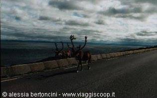 Reindeer on the move