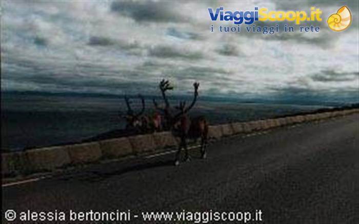 Reindeer on the move