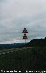 reindeer crossing