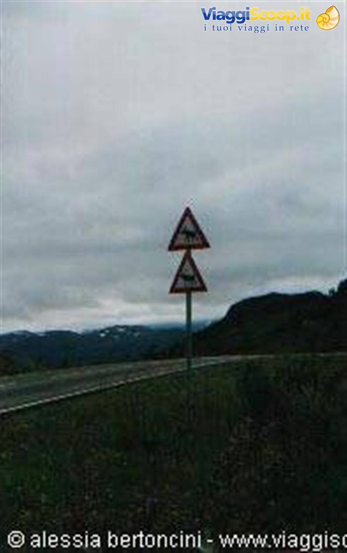 reindeer crossing
