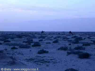 Desert in the evening