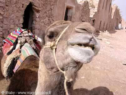 Camel at the Ksur