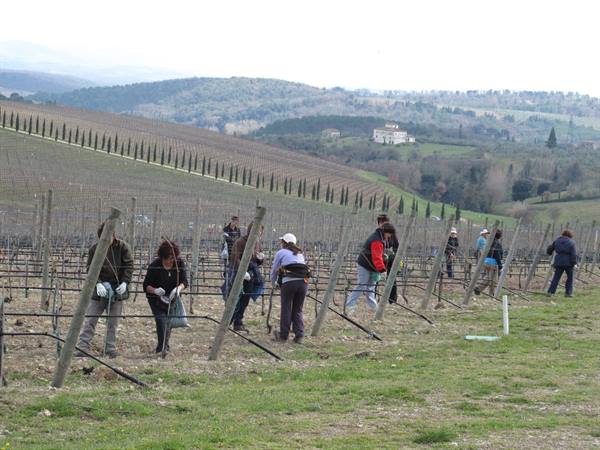 it's time to tie the vines!!!