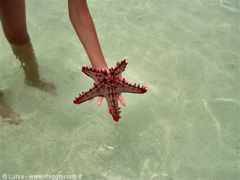 Starfish at Sardegna two