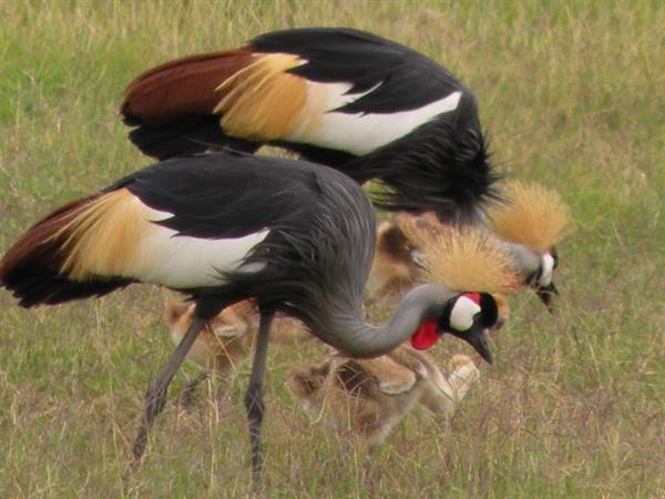 Two crowned cranes pecking in the grass with chicks