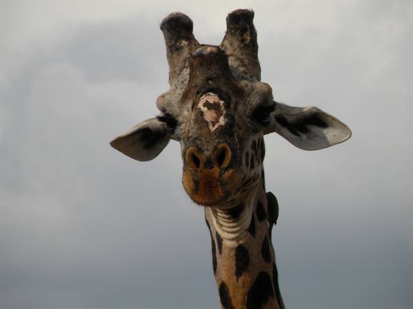 Close-up of a giraffe's head with ossicones, gray cloudy sky