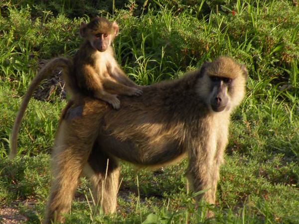 Baby baboon riding on its mother's back in green grass