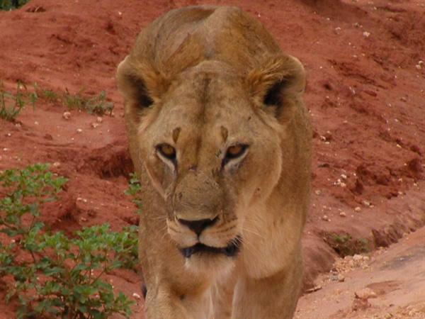 Lioness walks on red earth among green shrubs
