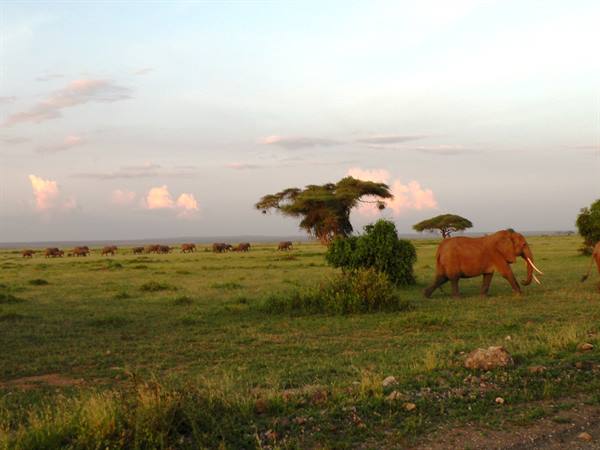 Tusked elephant walking past bushes, herd grazing on green savannah