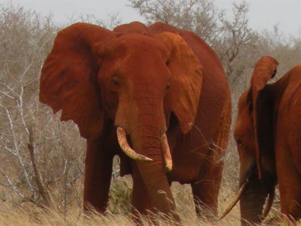 Red-dusted elephants walking through dry bushland in Tsavo
