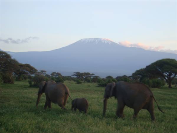 Elephants with calf grazing in front of snow-capped Kilimanjaro at dawn
