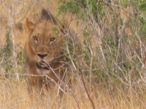 Lioness among bushes and dry savanna grass, in daylight