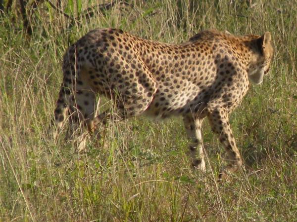 A cheetah walks through tall savanna grass