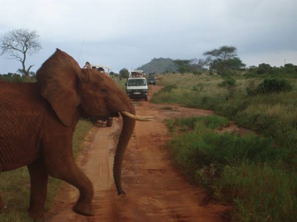 Elephant crosses the red dirt road in front of safari jeeps