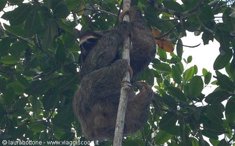 sloth