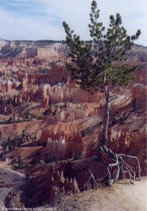 Pine clinging to rock above the red hoodoos of Bryce Canyon