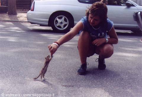 Woman crouching plays with a kitten on the asphalt next to a car