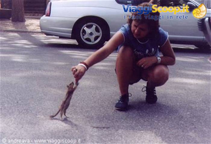 Woman crouching plays with a kitten on the asphalt next to a car