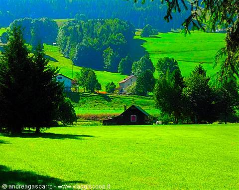 Meadows