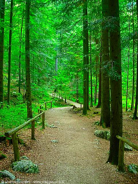 In the woods