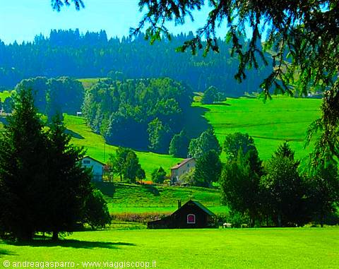 In the meadows