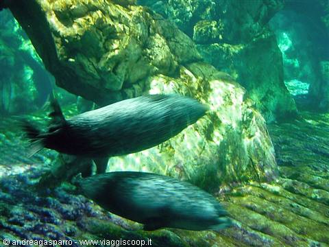 Aquarium