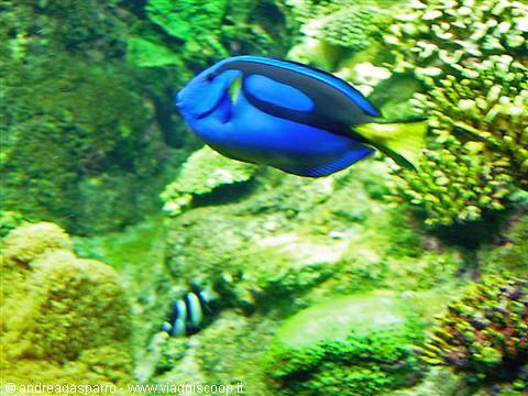 Aquarium