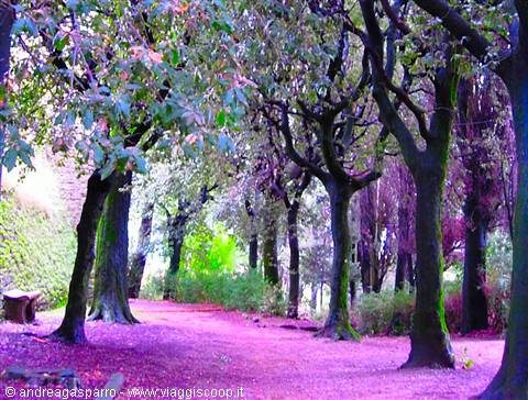 Enchanted wood