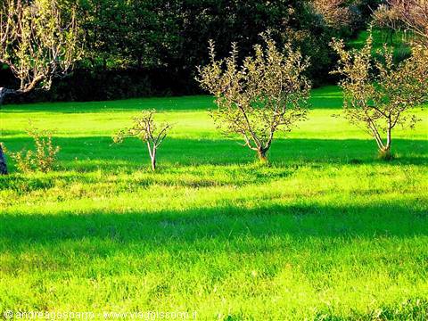 Olive trees
