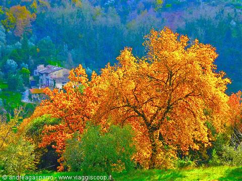 Autumn colours