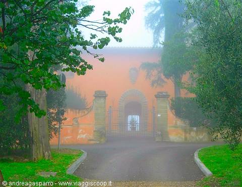 Morning fog