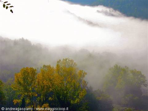 Fog