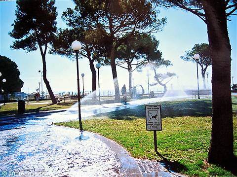 Sprinkler waters the lawn of a seaside pine park