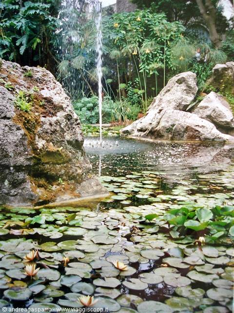 Fountain jets in a lily pond with flowers among rocks and greenery