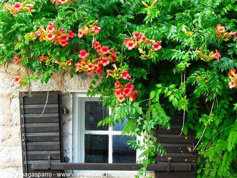 Red trumpet vine flowers over an old window with dark wooden shutters