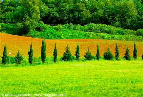 Row of cypresses between green meadow and plowed field, Tuscan hills