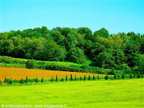 Green and orange fields with cypress row and woodland under blue sky