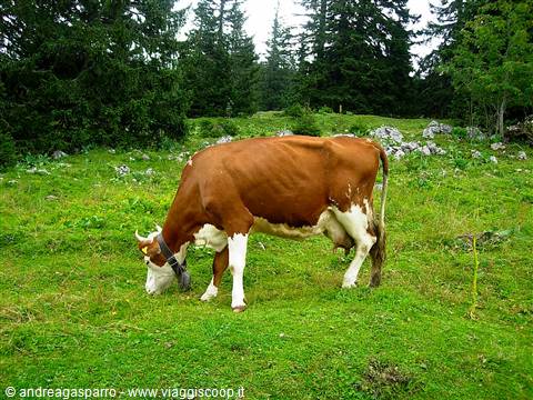 Brown and white cow with bell grazing on green meadow among firs