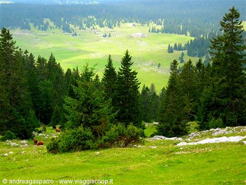 Cows grazing among firs and green meadows in the Jura