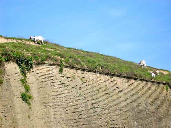 Little goats on the walls